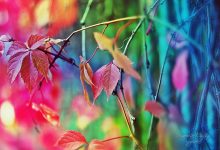 WordPress前台显示用户注册时间-WORDPRESS大侠