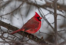 WordPress控制文章评论最少字数和最大字数-WORDPRESS大侠