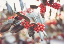 在WordPress文章段落后添加自定义内容-WORDPRESS大侠