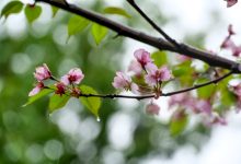 纯代码给WordPress分类增加自定义TDK标题描述关键词信息-WORDPRESS大侠