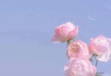 WooCommerce根据物流/快递方式隐藏账单/收货地址字段-WORDPRESS大侠
