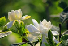 WordPress 移除后台管理界面右上角的帮助-WORDPRESS大侠
