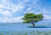 WordPress链接重定向跳转函数wp_redirect()-WORDPRESS大侠