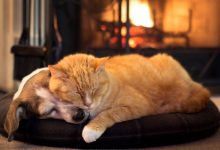 wordpress通过指定ID调用连续的文章内容-WORDPRESS大侠